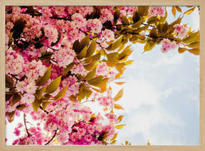 Blossom In Pink Poster