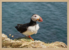 Puffin on Canna Island Poster