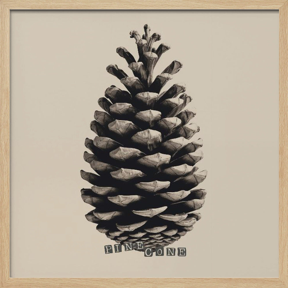 Pine Cone Poster