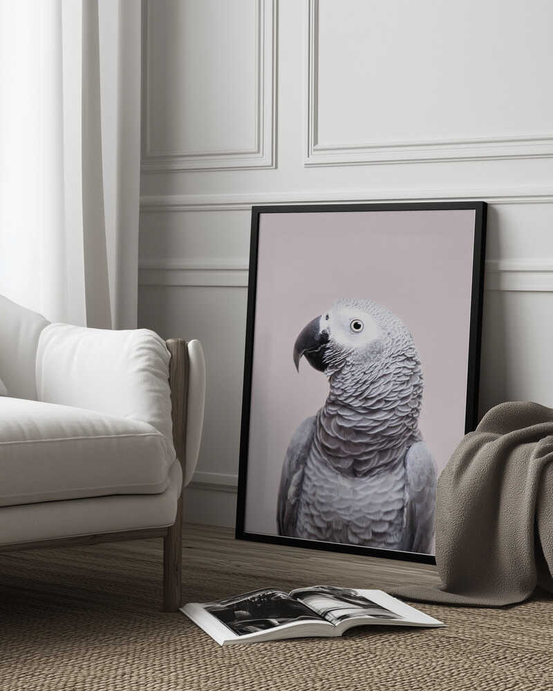 African Grey Poster