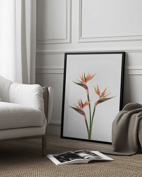 Birds of Paradise Poster