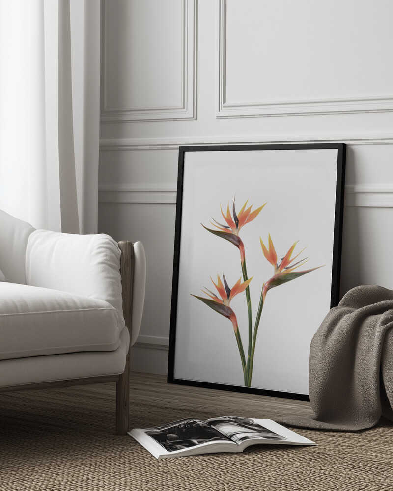 Birds of Paradise Poster
