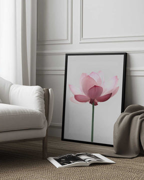 Lotus Flower Poster