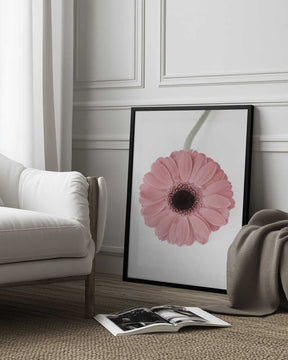 Pink Gerbera II Poster
