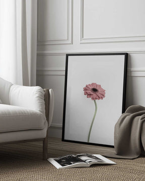Pink Gerbera Poster