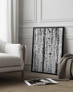 Birches Poster