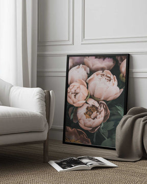 Coral Peonies Poster