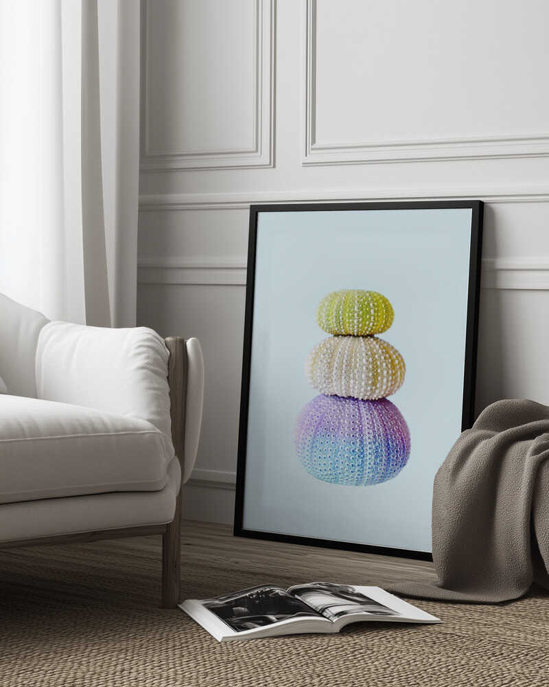 Sea Urchins Poster