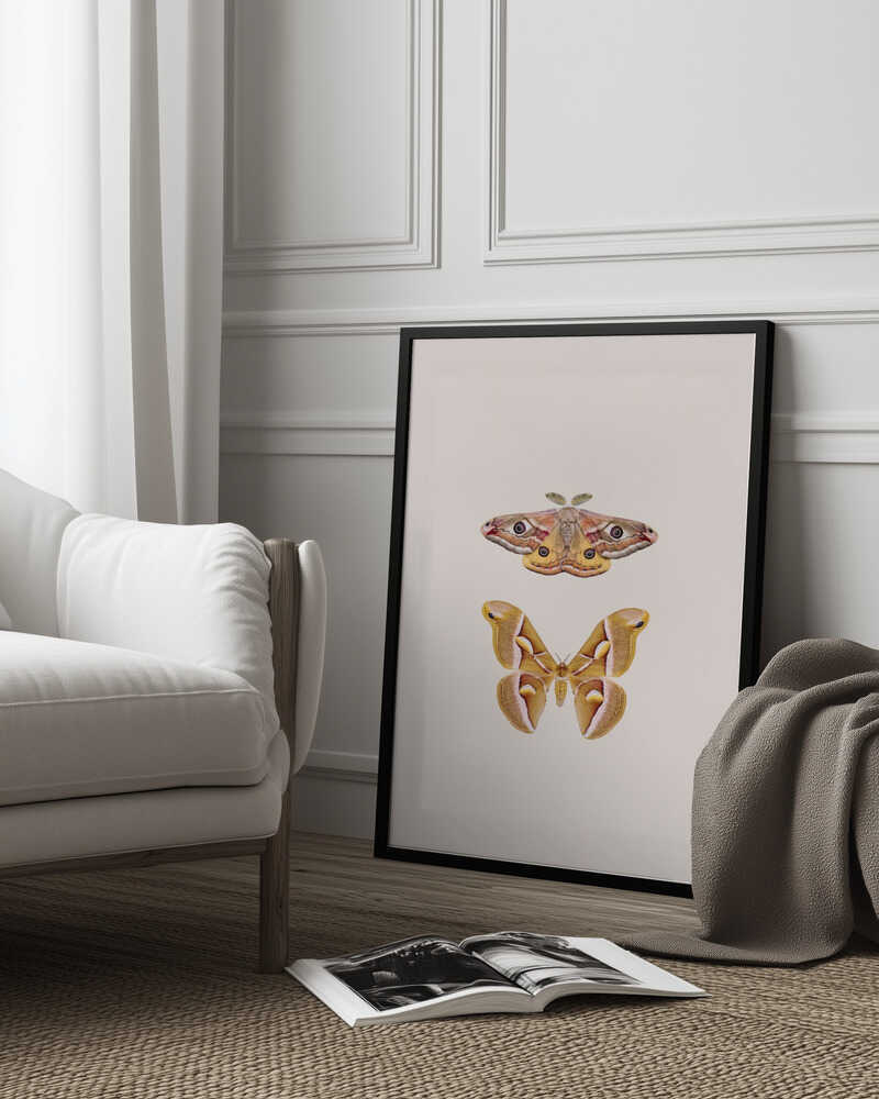 Moths Poster
