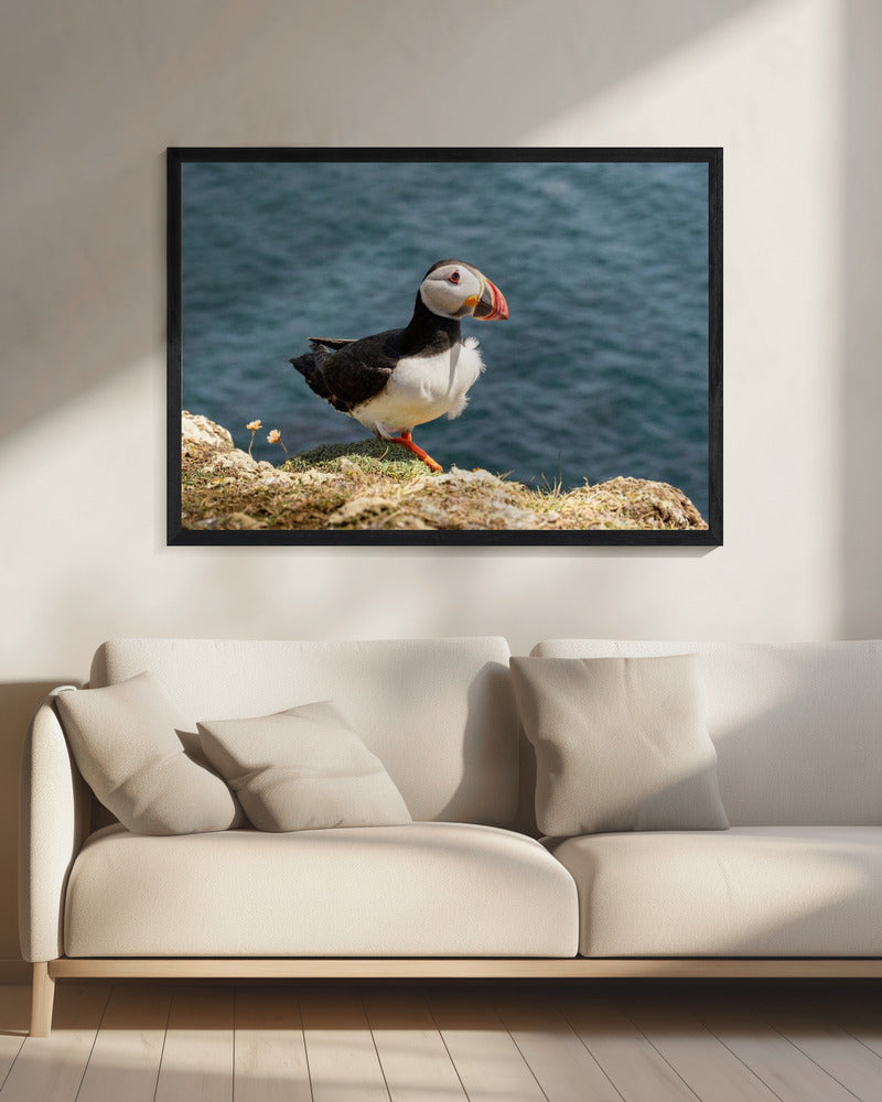 Puffin on Canna Island Poster