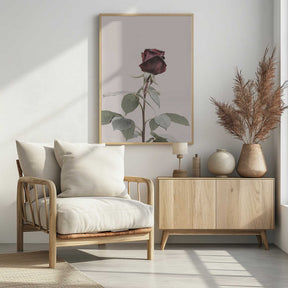 Rose Poster