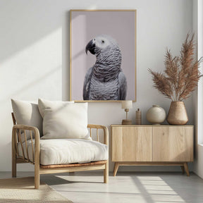 African Grey Poster