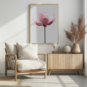 Lotus Flower Poster