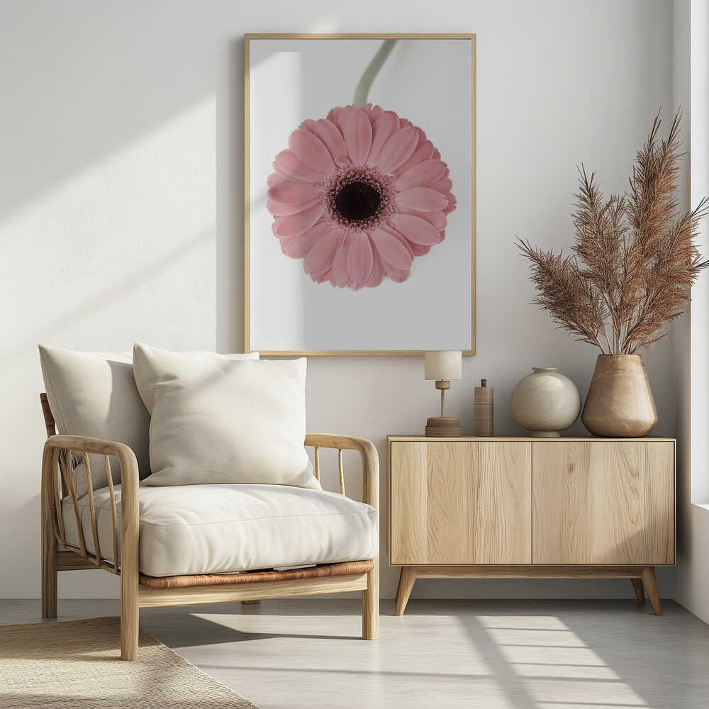 Pink Gerbera II Poster