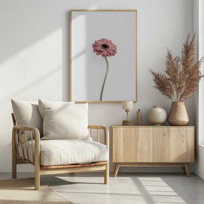 Pink Gerbera Poster