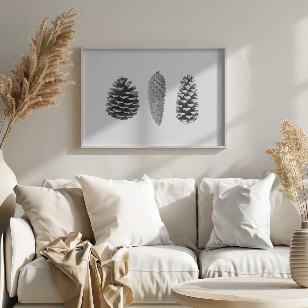 Pine Cone Study Poster