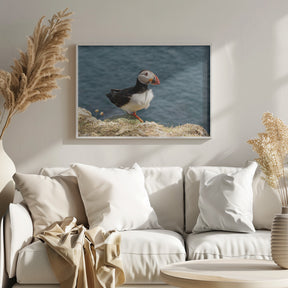 Puffin on Canna Island Poster