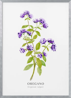 Oregano I Poster