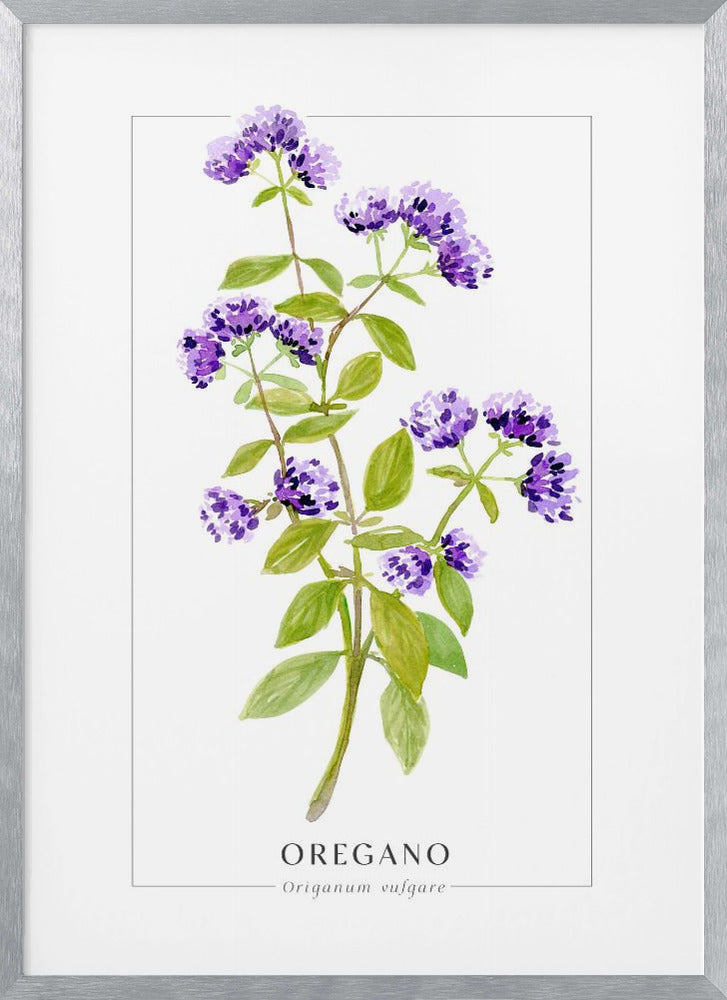 Oregano II Poster