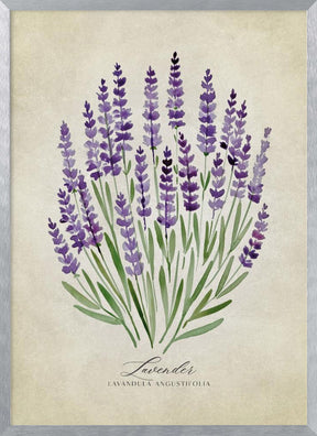 Lavender vintage Poster