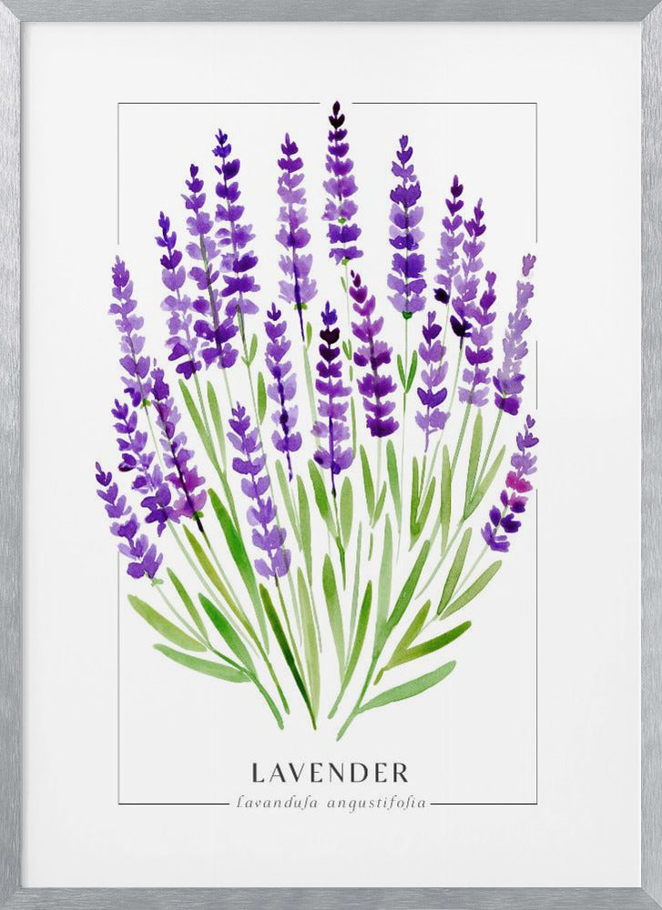 Lavender II Poster