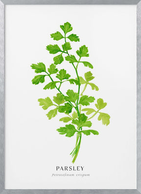 Parsley I Poster