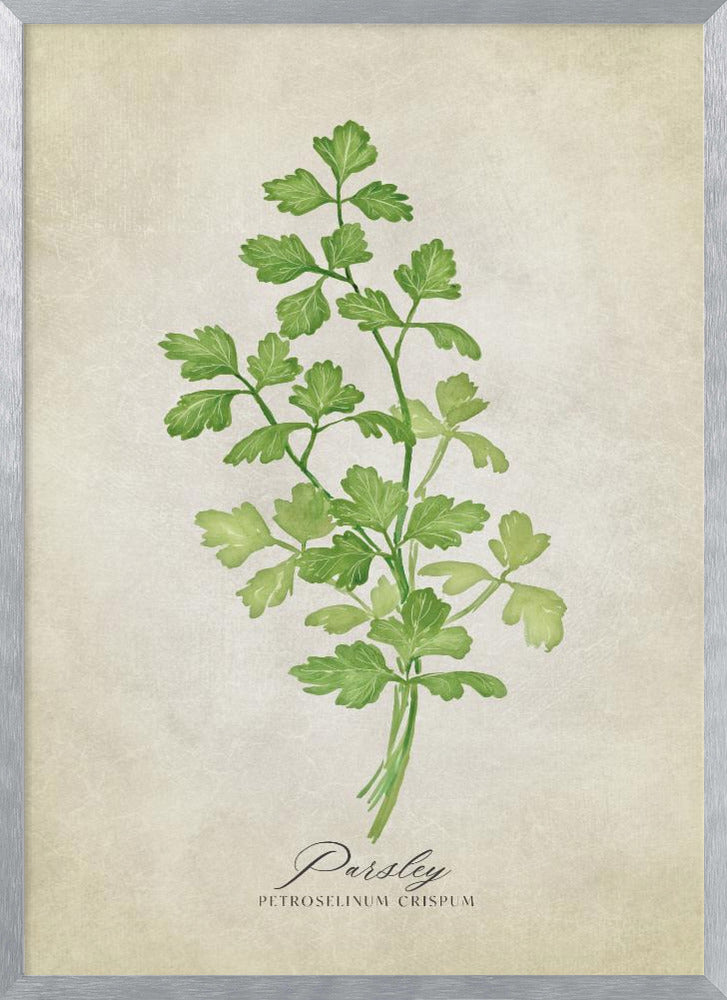 Parsley vintage Poster