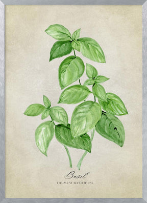 Basil vintage Poster