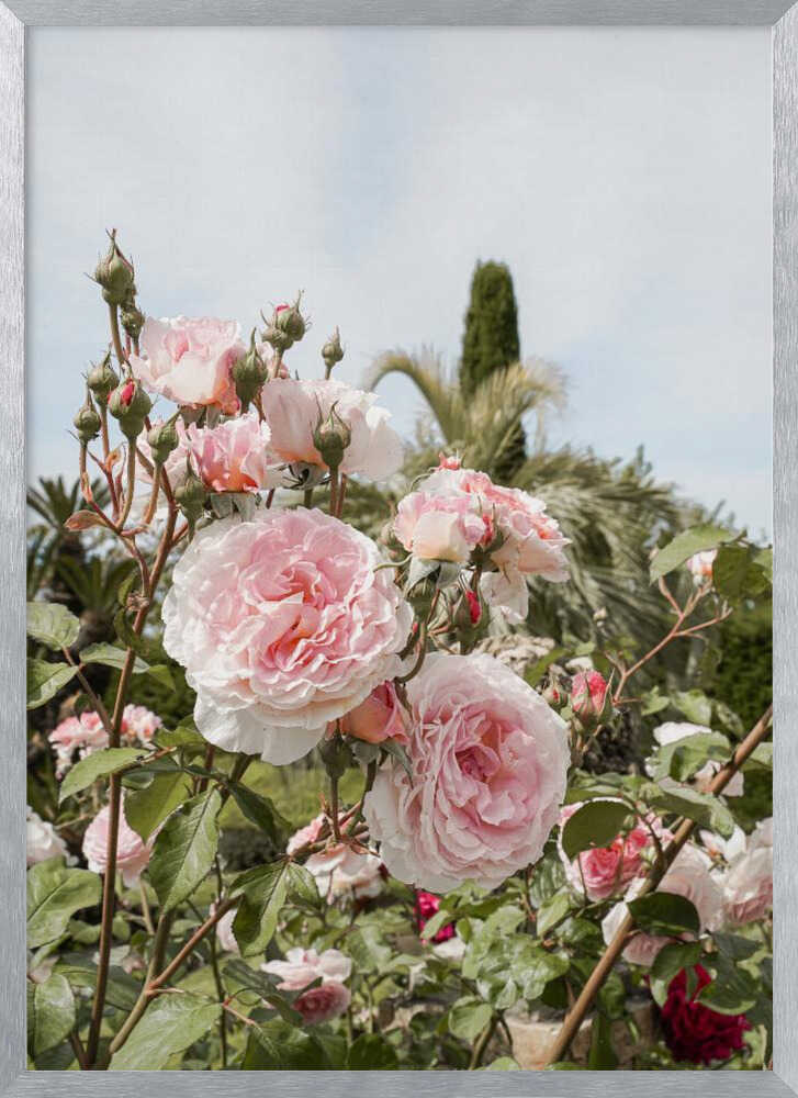 Garden Roses Poster