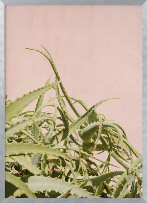 Cacti on Pink Poster