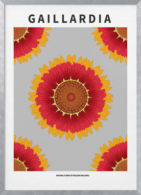 Gaillardia - National flower of Belgium Poster