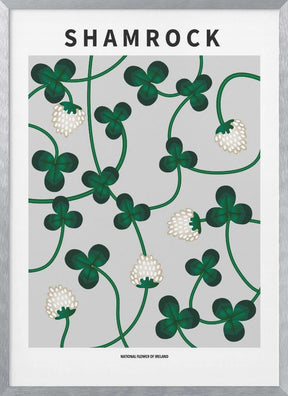 Shamrock - National flower of Ireland Poster