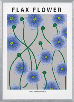 Flax flower - National flower of Ireland Poster