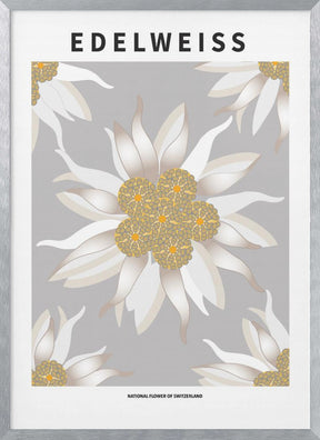 Edelweiss - National flower of Switzerland Poster