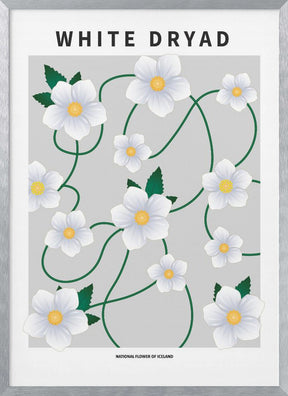 White dryad - National flower of Iceland Poster