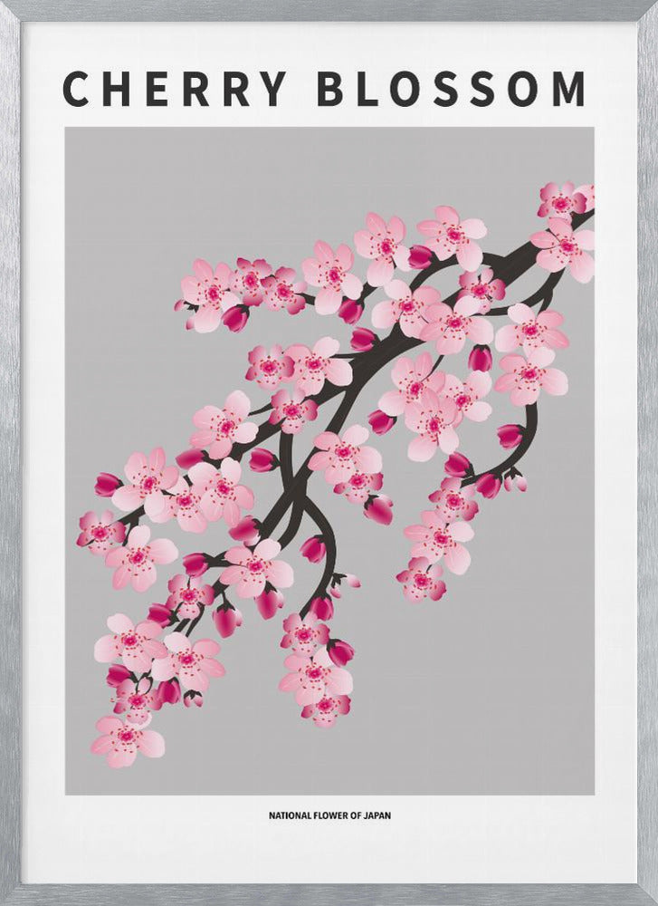 Cherry blossom - National flower of Japan Poster