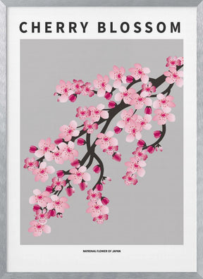 Cherry blossom - National flower of Japan Poster