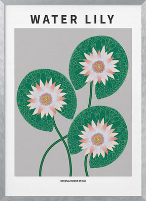 Water Lily - National flower of Iran Poster