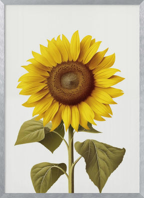 Sunflower Still Poster