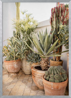 Garden with Various Potted Succulents and Cacti Poster