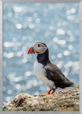 Scottish Puffin Poster