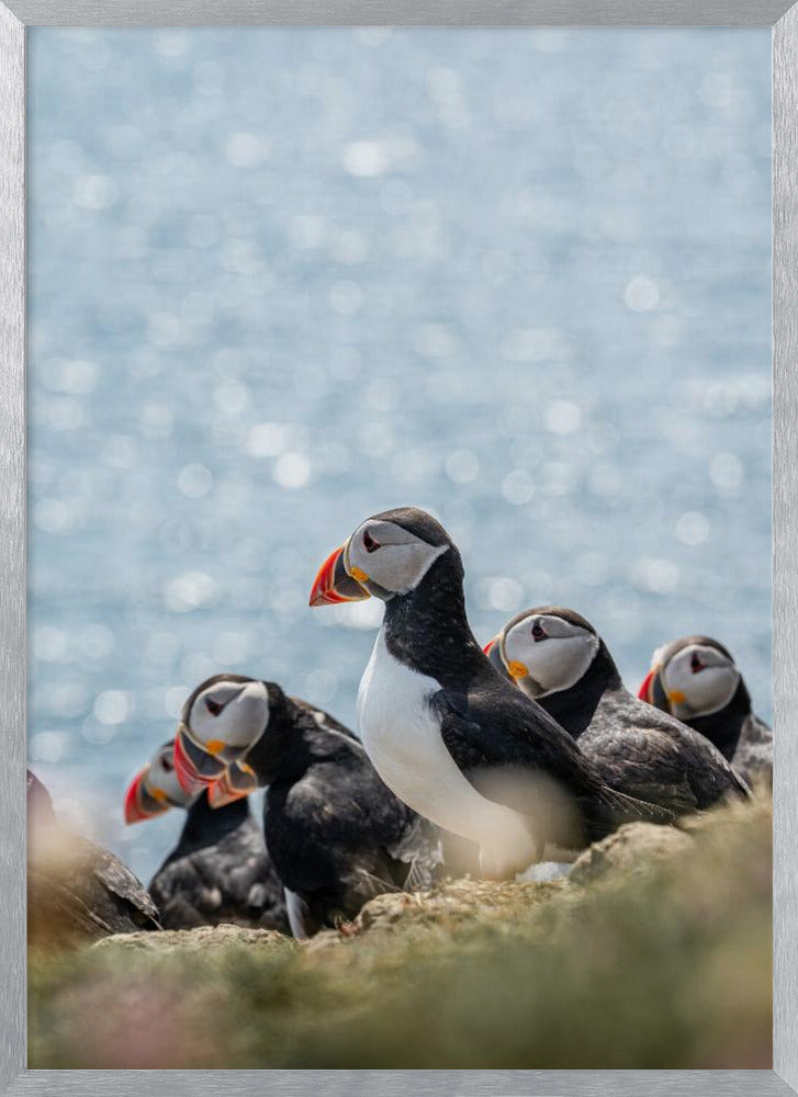 Scottish Puffins Poster