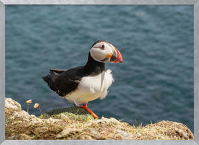 Puffin on Canna Island Poster