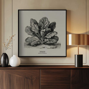 Vintage Vegetables - Spinach Poster
