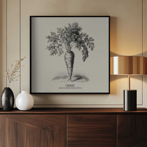 Vintage Vegetables - Carrot Poster