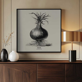 Vintage Vegetables - Onion Poster