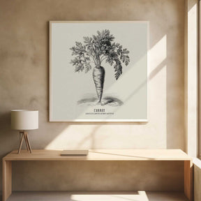 Vintage Vegetables - Carrot Poster