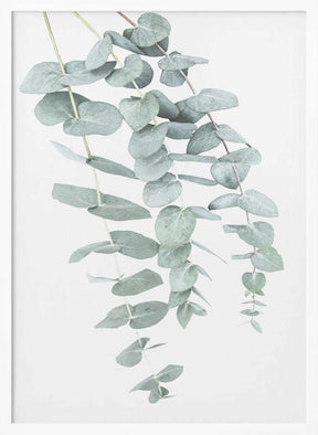 Eucalyptus I Poster
