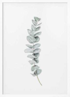 Eucalyptus II Poster