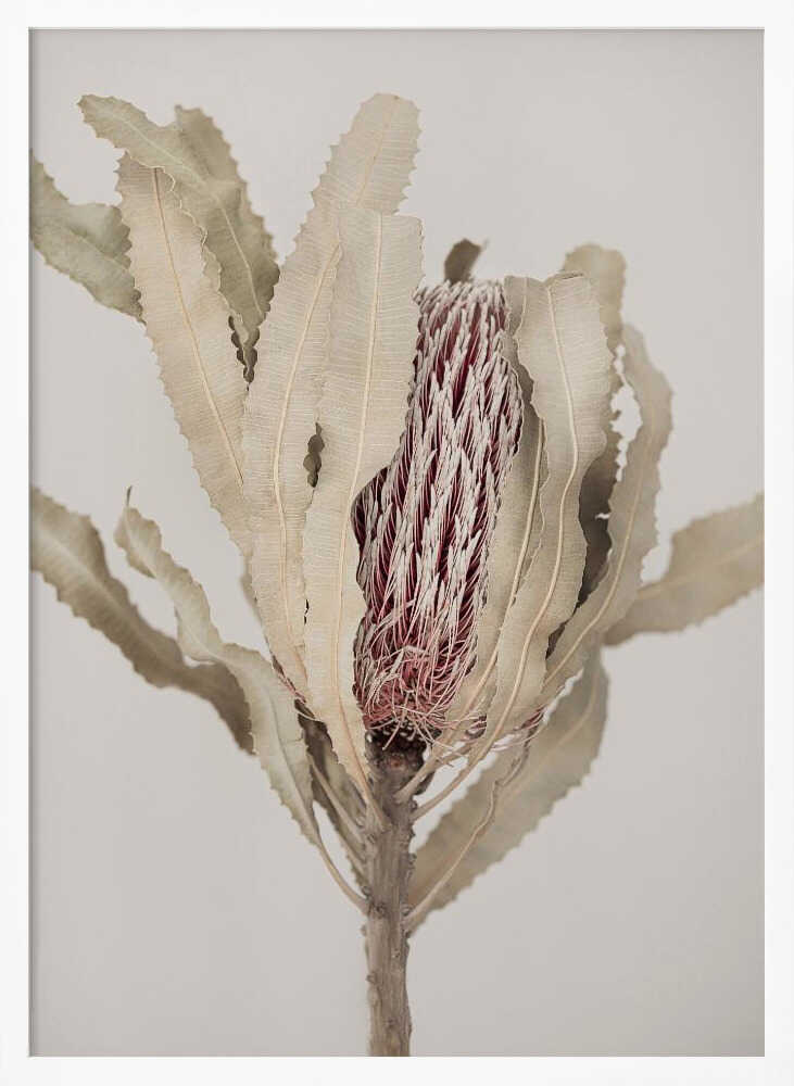 Banksia Poster